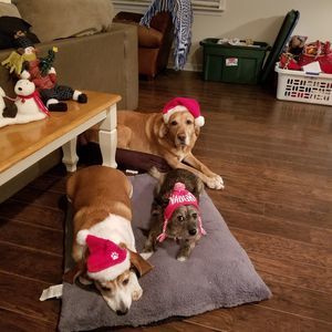 Meet your Posher, Lia